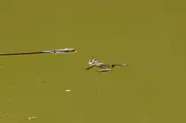 Dieses Kr�tenm�nnchen hat leider kein paarungswilliges Weibchen mehr abbekommen und ist von der Vermehrung ausgeschlossen.....frustriert schwimmt der Gute zum Stock um sich zu w�rmen und bei der n�chsten paarungsw�tigen Kr�tendame huckepack auf zu klemmen.....30.3.2014