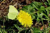 .  Zitronenfalter an einer L�wenzahnbl�te.  31.03.204  (Hans)