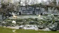 Die drei Eisb�ren (Ursus maritimus)  Troll ,  Tonja  und  Wolodja  auf der imposanten Freianlage des Tierpark Berlin. Das helle Fell der Eisb�ren hebt sich gut vom schwarzen Granit der 1957 entstandenen Anlage ab. Der Wassergraben ist mit 2000 Kubikmeter Wasser gef�llt und ist 86m lang. Foto:Tierpark Berlin, 30.3.2014 