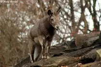 Der sibirische Steinbock ist mit dem Alpensteinbock verwandt und wird bisweilen als dessen Unterart gef�hrt.