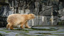 Eisbr (Ursus maritimus) im Tierpark Berlin. Seit 1986 wurden 7 Eisbren im Tierpark Berlin aufgezogen. Nachkommen findet man in Wien, Kairo und in Japan. Foto:Tierpark Berlin, 30.3.2014 