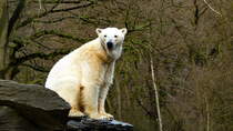 Eisbr (Ursus maritimus) im Tierpark Berlin. Seit 1986 wurden 7 Eisbren im Tierpark Berlin aufgezogen. Nachkommen findet man in Wien, Kairo und in Japan. Foto:Tierpark Berlin, 30.3.2014 
