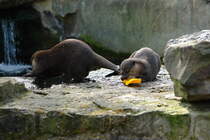 Zwergotter (Aonyx cinerea). Indien, ganz Sdost-Asien). Das ist KEIN geeignetes Spielzeug fr die Otter. Eine Spielzeugschaufel aus Kunststoff. Foto:Zoologischer Garten Berlin, 3.4.2014
