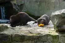 Zwergotter (Aonyx cinerea). Indien, ganz S�dost-Asien). Das ist KEIN geeignetes Spielzeug f�r die Otter. Eine Spielzeugschaufel aus Kunststoff. Foto:Zoologischer Garten Berlin, 3.4.2014