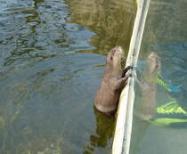 Zwergotter (Aonyx cinerea). Indien, ganz Sdost-Asien). Ganz schn neugierig der Kleine. Foto:Zoologischer Garten Berlin, 3.4.2014