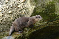Zwergotter (Aonyx cinerea). Indien, ganz Sdost-Asien). Foto:Zoologischer Garten Berlin, 3.4.2014