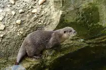 Zwergotter (Aonyx cinerea). Indien, ganz S�dost-Asien). Foto:Zoologischer Garten Berlin, 3.4.2014
