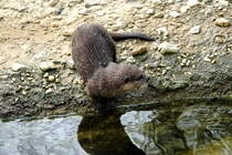 Zwergotter (Aonyx cinerea). Indien, ganz Sdost-Asien). Auf dem Foto ist gut das gefettete Haarkleid mit den abperlenden Wassertropfen zu erkennen. Foto:Zoologischer Garten Berlin, 3.4.2014