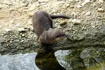 Zwergotter (Aonyx cinerea). Indien, ganz S�dost-Asien). Auf dem Foto ist gut das gefettete Haarkleid mit den abperlenden Wassertropfen zu erkennen. Foto:Zoologischer Garten Berlin, 3.4.2014