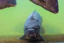 Vom Karpfen im Mritzeum von Waren beobachtet. - 02.04.2014