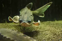 Von einem Starlet im M�ritzeum von Waren beobachtet. - 02.04.2014