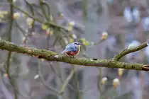 Zerzaust wirkender Kleiber auf einem Ast. - 05.04.2014