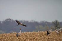 Eine kleine Schar von Kranichen in der Nhe des Kummerower Sees entdeckt. - 05.04.2014