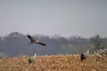 Eine kleine Schar von Kranichen in der N�he des Kummerower Sees entdeckt. - 05.04.2014