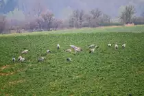 Eine kleine Schar von Kranichen in der N�he des Kummerower Sees entdeckt. - 05.04.2014