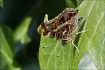 . Landk�rtchen (Araschnia levana f. levana) der Fr�hlings Generation mit geschlossenen Fl�geln.  05.04.2013 (Hans)