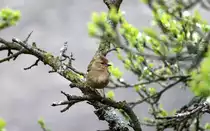 Buchfink am 09.04.2014 im Garten.