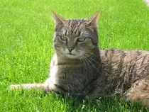 Mikesch auf der Wiese