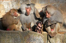  Eine schrecklich nette Familie 