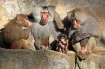  Eine schrecklich nette Familie 