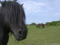 Auf einer Pferdekoppel auf der Halbinsel Holnis nord�stlich von Gl�cksburg (Kreis Schleswig-Flensburg, Schleswig-Holstein, Mai 2010)