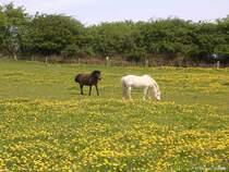 Auf einer Pferdekoppel auf der Halbinsel Holnis nordstlich von Glcksburg (Kreis Schleswig-Flensburg, Schleswig-Holstein, Mai 2010)