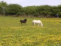 Auf einer Pferdekoppel auf der Halbinsel Holnis nord�stlich von Gl�cksburg (Kreis Schleswig-Flensburg, Schleswig-Holstein, Mai 2010)