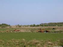 Eine Herde Schottischer Hochlandrinder wird in der Geltinger Birk zur Erhaltung der Landschaft gehalten (Kreis Schleswig-Flensburg, Schleswig-Holstein, Mai 2010)