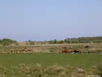 Eine Herde Schottischer Hochlandrinder wird in der Geltinger Birk zur Erhaltung der Landschaft gehalten (Kreis Schleswig-Flensburg, Schleswig-Holstein, Mai 2010)