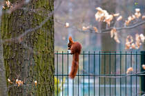 Eichhrnchen als Zaungast. - 06.04.2014