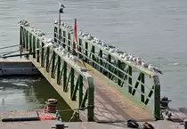 M�wenauflauf an einem Schiffsanleger (das Gel�nder ist ganz sch�n  beschissen )  am Rhein in Neuwied - 04.03.2014