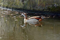 Nilgans im Wassergraben der Wasserburg Redinghoven (Erftstadt-Friesheim) - 19.03.2014