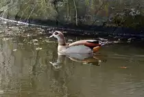 Nilgans im Wassergraben der Wasserburg Redinghoven (Erftstadt-Friesheim) - 19.03.2014