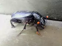 Schwarzer Totengr�ber (Nicrophorus humator)ist auf Nahrungssuche; 140409