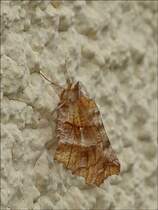  .  Dreistreifiger Mondfleckspanner (Selenia dentaria) sonnte sich an unserer Hauswand. 04.04.2014