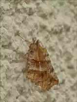  .  Dreistreifiger Mondfleckspanner (Selenia dentaria) sonnte sich an unserer Hauswand. 04.04.2014