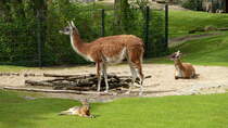 Guanako (Lama guanicoe) mit Jungtier. Vorn, lssig auf den Rasen gefletzt: ein Pampashase (Dolichotis patagonum). Sdliches Sdamerika. Foto:Zoologischer Garten Berlin, 17.04.2014