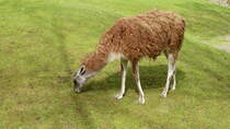 Guanako (Lama guanicoe). Sdliches Sdamerika. Foto:Zoologischer Garten Berlin, 17.04.2014