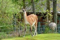 Guanako (vorn, ein Schwielensohler, Kamel) und ein Darwin-Nandu (hinten, ein Laufvogel). S�dliches S�damerika. Foto: Zoologischer Garten Berlin, 17.04.2014 