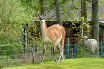 Guanako (vorn, ein Schwielensohler, Kamel) und ein Darwin-Nandu (hinten, ein Laufvogel). S�dliches S�damerika. Foto: Zoologischer Garten Berlin, 17.04.2014 