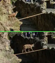 Sibirischer Steinbock (Capra sibirica). Oben: Traust dich nicht... . Unten: Und ob ich mich traue! . Foto: Auf einem  Klettersteig  im Zoologischen Garten Berlin, 17.04.2014 