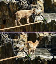 Sibirischer Steinbock (Capra sibirica). Oben:  Jetzt noch den Sprung ber die Begrenzung und ich habe das Grnfutter das der Tierpfleger hingelegt hat... . Unten:  Geschafft! . Foto: Der Kletterknstler - Zoologischer Garten Berlin, 17.04.2014