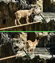Sibirischer Steinbock (Capra sibirica). Oben:  Jetzt noch den Sprung �ber die Begrenzung und ich habe das Gr�nfutter das der Tierpfleger hingelegt hat... . Unten:  Geschafft! . Foto: Der Kletterk�nstler - Zoologischer Garten Berlin, 17.04.2014