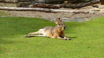 Pampashase (Dolichotis patagonum). S�damerikanische Pampas. Foto: Zoologischer Garten Berlin, 17.04.2014