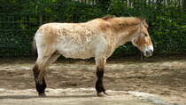Przewalsky Pferd. (Equus ferus przewalskii). Noch trgt das Tier das Winterfell. Die Przewalsky Pferde stammen ursprnglich aus Zentral-Asien. Nach dem 2.Weltkrieg war die Population auf ca.40 Tiere geschrumpft. Dank guter Zuchterfolge in Zoologischen Grten hat sich der Bestand auf heute ca.2000 Tiere erhht. Foto: Zoologischer Garten Berlin, 17.04.2014