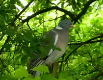 Ringeltaube, rastet direkt vor unserem Fenster, die gr��te Wildtaube in Europa lebt h�ufig in Parkanlagen und lichten W�ldern, April 2014