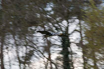 Graureiher im Vorbeiflug. - 21.04.2014