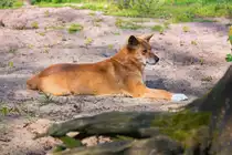 Dingo im Tierpark Ueckerm�nde. - 21.04.2014