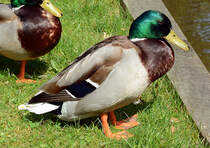 Stockenten-Mnnchen im Schlopark Gracht in Erftstadt-Liblar - 02.04.2014