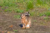Kaum ist Ostern vorbei, steck dieser Hase mir seine Zunge raus. - 26.04.2014